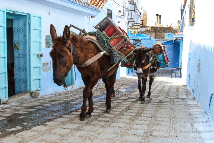 donkeys morocco