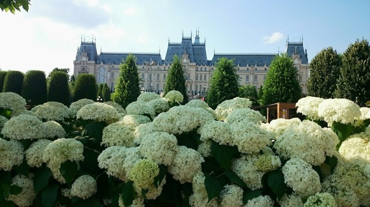 Iasi_Palatul Culturii_flori