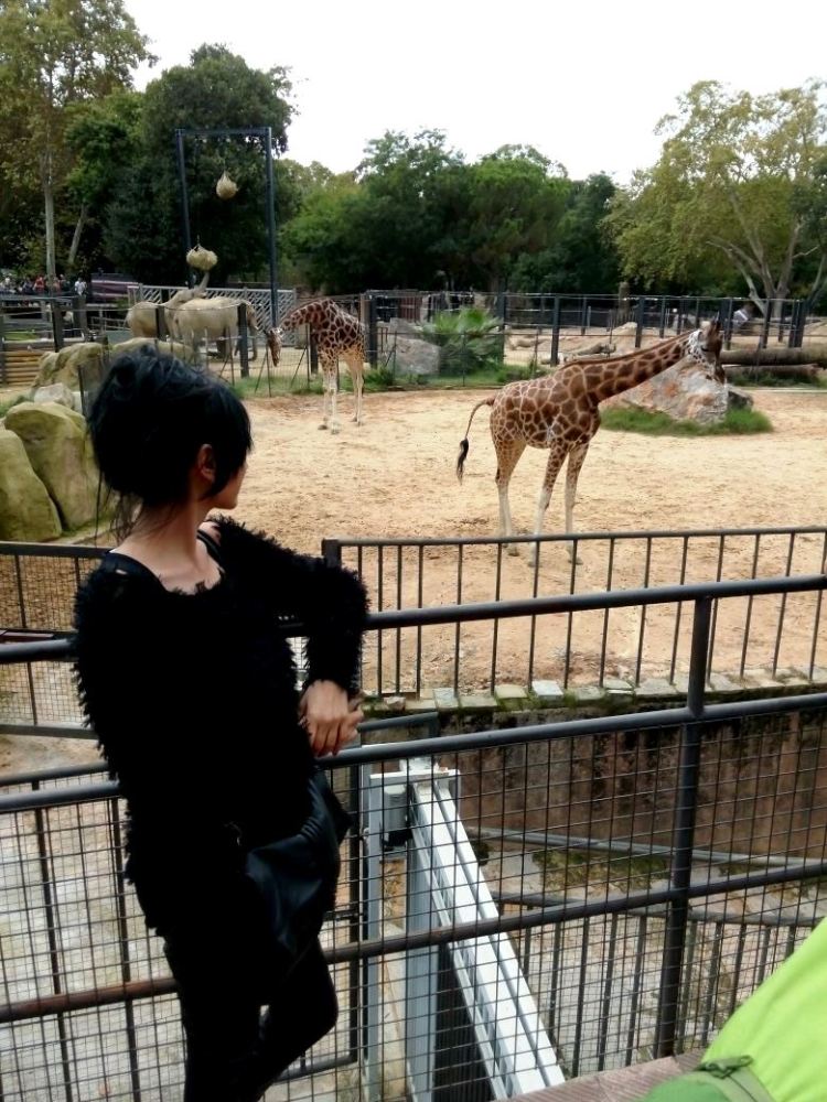 Zoo_girafa