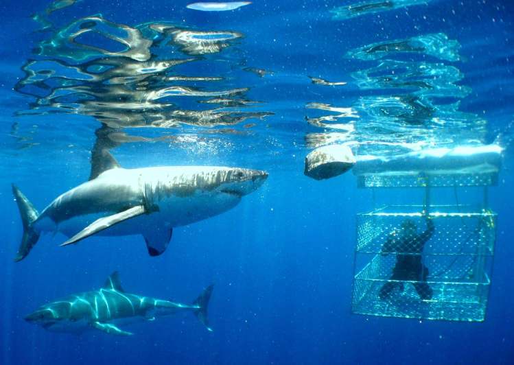 great-white-shark-cage-diving