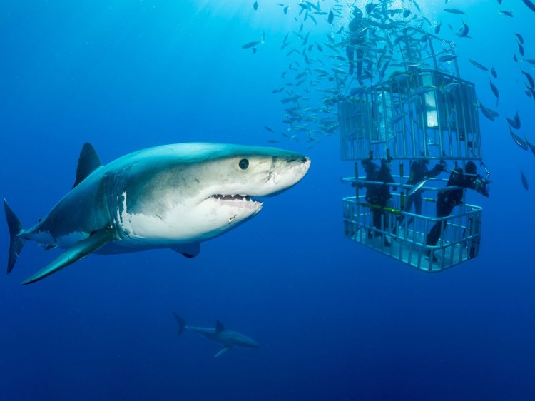 guadalupe-mexico-great-white-shark