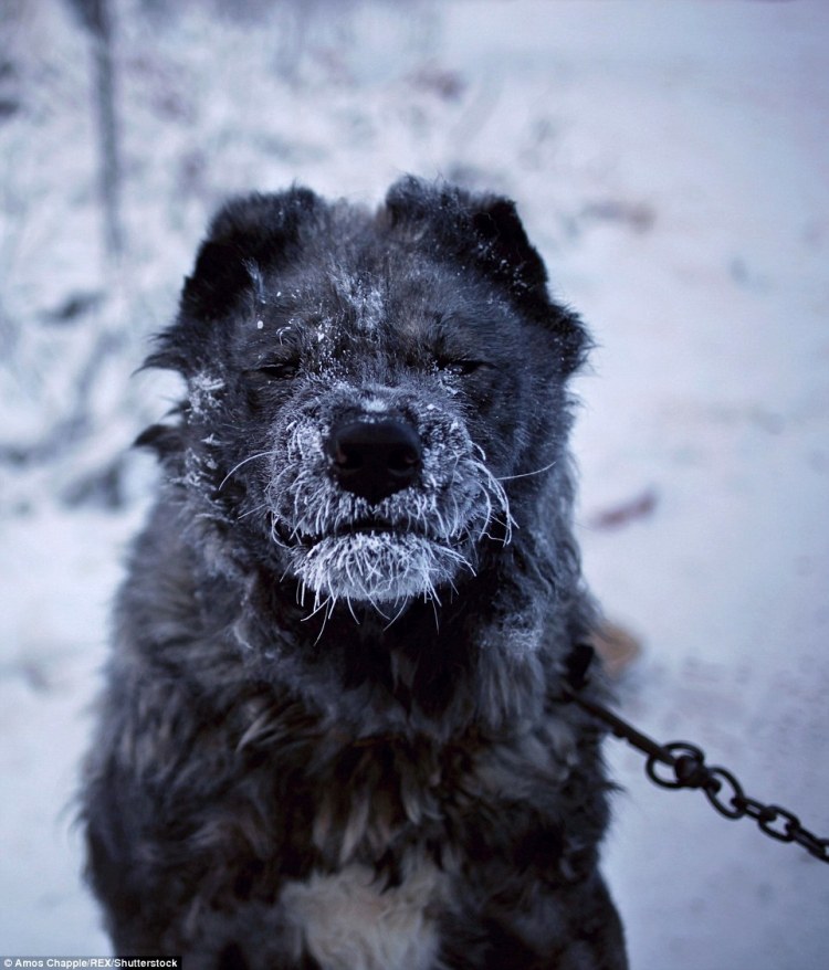 frozen-dog