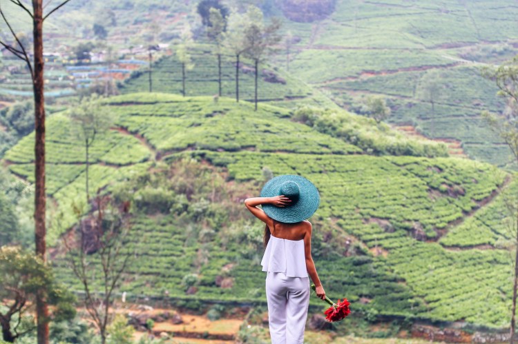 Sri Lanka - plantatii ceai.JPG