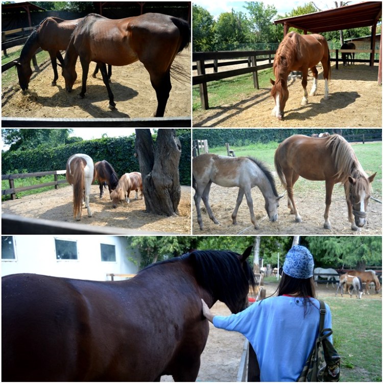 cai adapost vizita bucuresti