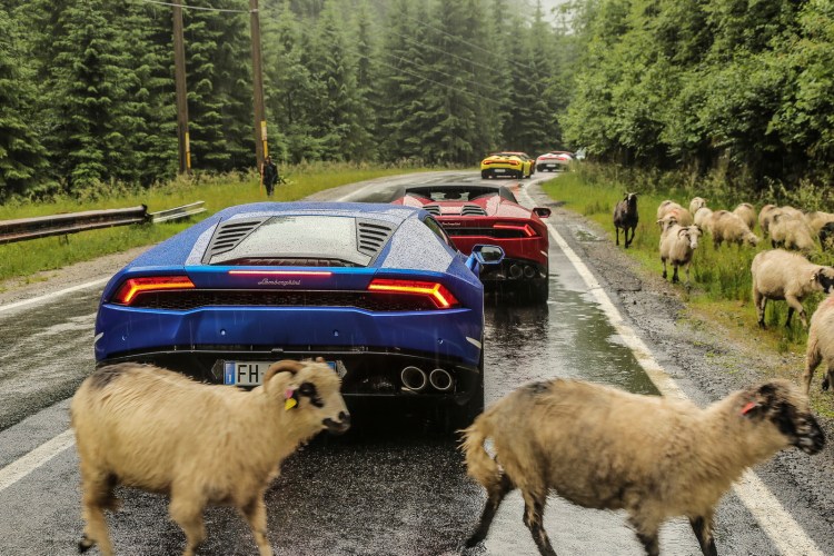 lamborghini romania sheeps